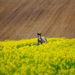 Współczesne działania SEO w doświadczeniu zmian mających miejsce w systemie Google i social mediach